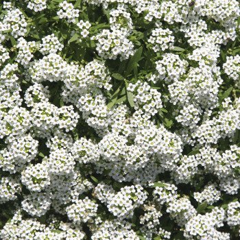 Аліссум Снігова Куля (Snowcloth) /5 г/ *Hem Zaden*