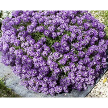 Аліссум Фіолетовий король (Violet Queen) /5 г/ *Hem Zaden*
