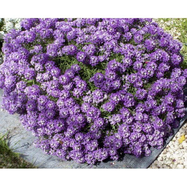 Насіння аліссума Фіолетовий король (Violet Queen) /5 г/ *Hem Zaden*
