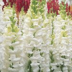 Антиринум Опус F1 белый (white) /100 семян/ *Syngenta*