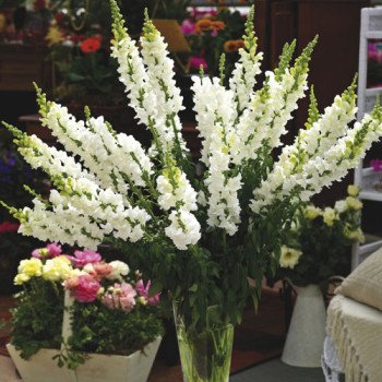 Антиринум Опус F1 белый (white) /100 семян/ *Syngenta*