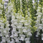 Антірінум Опус F1 білий фреш (white fresh) /100 насінин/ *Syngenta*