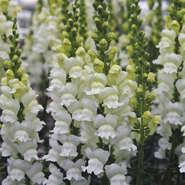 Насіння антірінуму Опус F1 білий фреш (white fresh) /100 насінин/ *Syngenta*