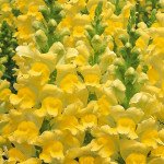 Антірінум Опус F1 жовтий (yellow) /100 насінин/ *Syngenta*