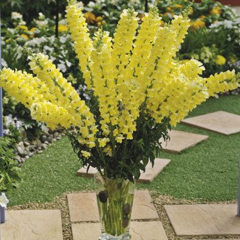 Антиринум Опус F1 желтый (yellow) /100 семян/ *Syngenta*