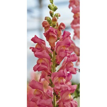 Антиринум Опус F1 пинк (pink) /100 семян/ *Syngenta*