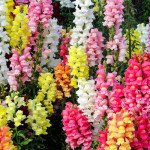 Антиринум Опус F1 смесь (mix) /100 семян/ *Syngenta*