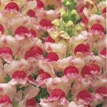 Антірінум Опус F1 яблуневий цвіт (appleblossom) /100 насінин/ *Syngenta*