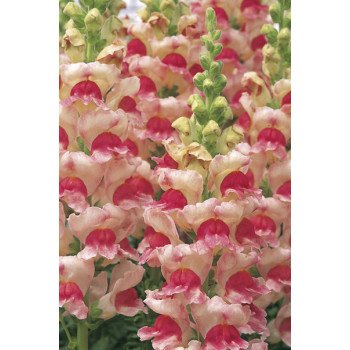 Антиринум Опус F1 яблочный цвет (appleblossom) /100 семян/ *Syngenta*