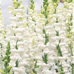 Антиринум Увертюра F1 белый (white) /100 семян/ *Syngenta*