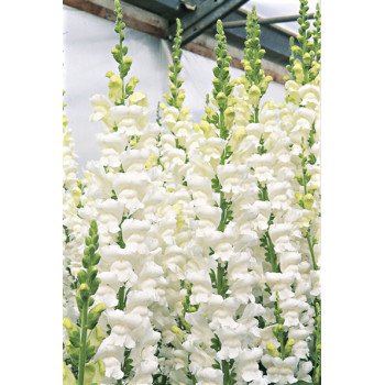 Антиринум Увертюра F1 белый (white) /100 семян/ *Syngenta*