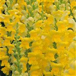 Антірінум Увертюра F1 жовтий (yellow) /100 насінин/ *Syngenta*