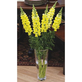 Антиринум Увертюра F1 желтый (yellow) /100 семян/ *Syngenta*