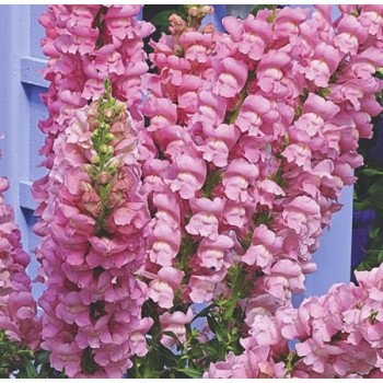 Антиринум Увертюра F1 пинк (pink) /100 семян/ *Syngenta*