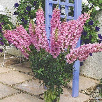 Антиринум Увертюра F1 пинк (pink) /100 семян/ *Syngenta*