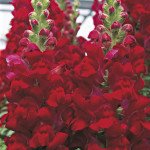 Антірінум Увертюра F1 червоний (red) /100 насінин/ *Syngenta*