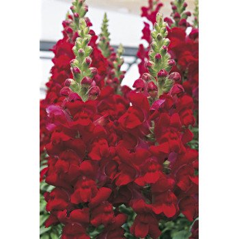 Антиринум Увертюра F1 красный (red) /100 семян/ *Syngenta*