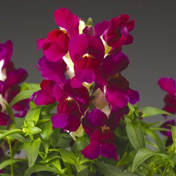 Антірінум Монтего F1 бургунді біколор /100 насінин/ *Syngenta*