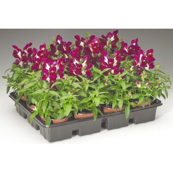 Антірінум Монтего F1 бургунді біколор /100 насінин/ *Syngenta*