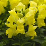 Львиный зев Монтего F1 желтый /100 семян/ *Syngenta*