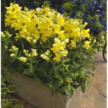 Антірінум Монтего F1 жовтий /100 насінин/ *Syngenta*