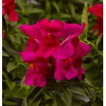 Антиринум Монтего F1 розовый /100 семян/ *Syngenta*