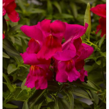 Антиринум Монтего F1 розовый /100 семян/ *Syngenta*