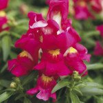 Антірінум Монтего F1 рожевий біколор /100 насінин/ *Syngenta*