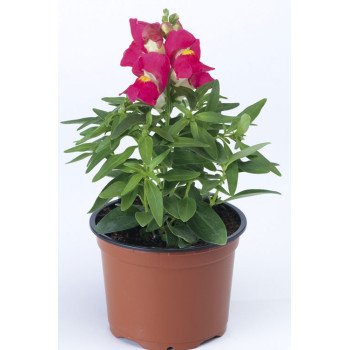 Антиринум Монтего F1 розовый биколор /100 семян/ *Syngenta*