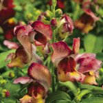 Антиринум Монтего F1 сансет /100 семян/ *Syngenta*