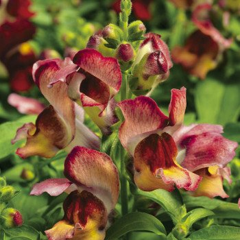 Антиринум Монтего F1 сансет /100 семян/ *Syngenta*