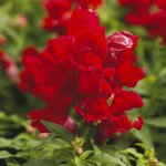 Антиринум Монтего F1 скарлет /100 семян/ *Syngenta*