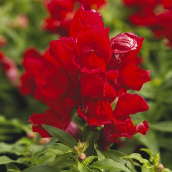 Антиринум Монтего F1 скарлет /100 семян/ *Syngenta*