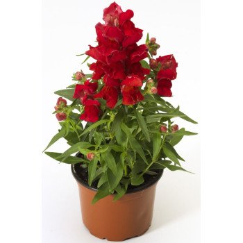 Антиринум Монтего F1 скарлет /100 семян/ *Syngenta*