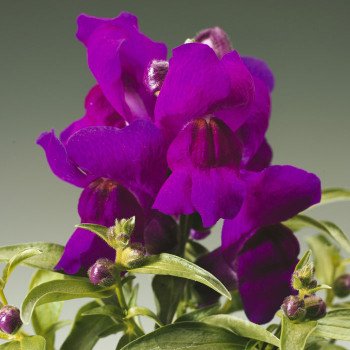 Антиринум Монтего F1 фиолетовый /100 семян/ *Syngenta*