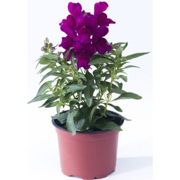 Антиринум Монтего F1 фиолетовый /100 семян/ *Syngenta*