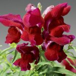 Львиный зев Монтего F1 красный /100 семян/ *Syngenta*