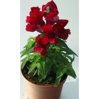 Антірінум Монтего F1 червоний /100 насінин/ *Syngenta*