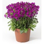 Арабіс Роуз Делайт темно-рожевий (deep rose) /100 насінин/ *Syngenta*