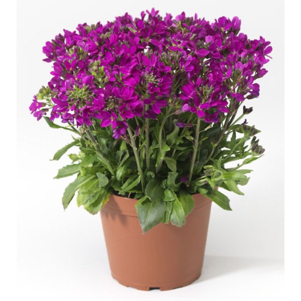 Насіння арабіса Роуз Делайт темно-рожевий (deep rose) /100 насінин/ *Syngenta*