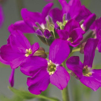 Арабіс Роуз Делайт темно-рожевий (deep rose) /100 насінин/ *Syngenta*