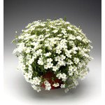 Аренарія Бліззард Компакт /100 насінин/ *Syngenta*