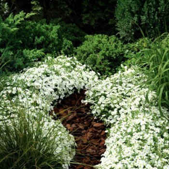 Аренарія Бліззард Компакт /100 насінин/ *Syngenta*