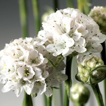 Армерія Армада біла (white) /100 насінин/ *Syngenta*