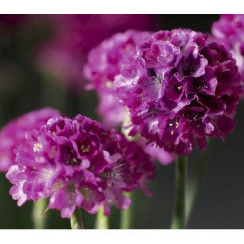 Армерія Армада рожева (rose) /100 насінин/ *Syngenta*