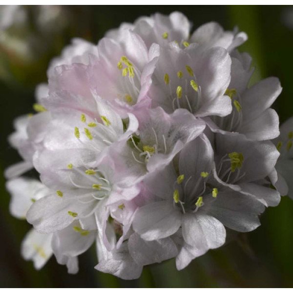 Насіння армерії Армада пінк (pink) /100 насінин/ *Syngenta*