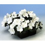 Бальзамин Баланс F1 белый (white) /100 семян/ *Hem Genetics*