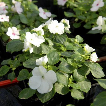 Бальзамин Баланс F1 белый (white) /100 семян/ *Hem Genetics*