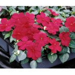 Бальзамін Баланс F1 бургунді (burgundy) /100 насінин/ *Hem Genetics*