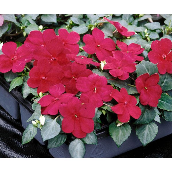 Насіння бальзаміну Баланс F1 бургунді (burgundy) /100 насінин/ *Hem Genetics*